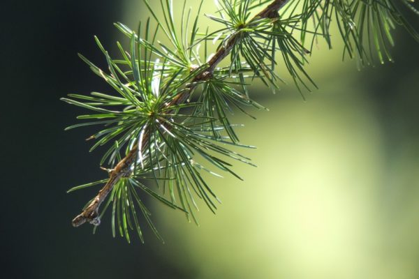 clear forest air purifier