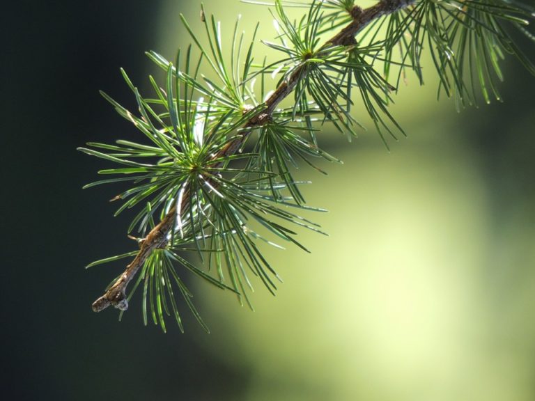 clear forest air purifier