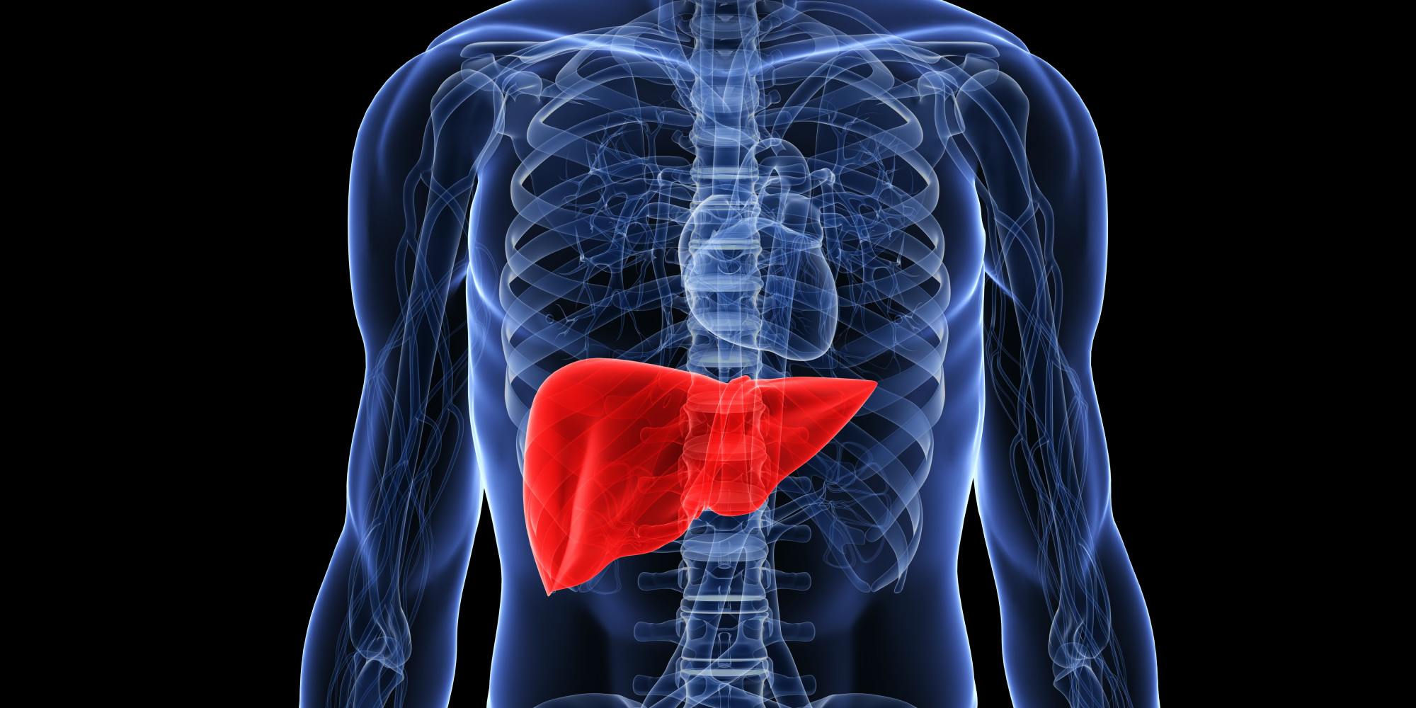 Image result for liver