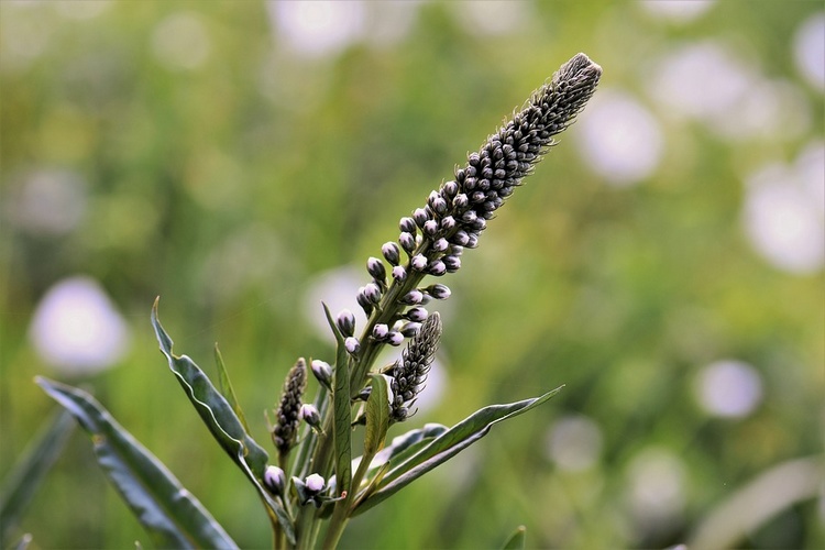 Menopause - Black Cohosh