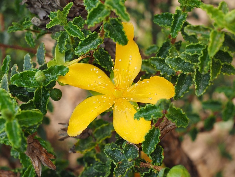 Menopause St John's Wort