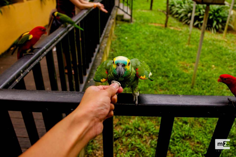 Kl Bird Park Reviews