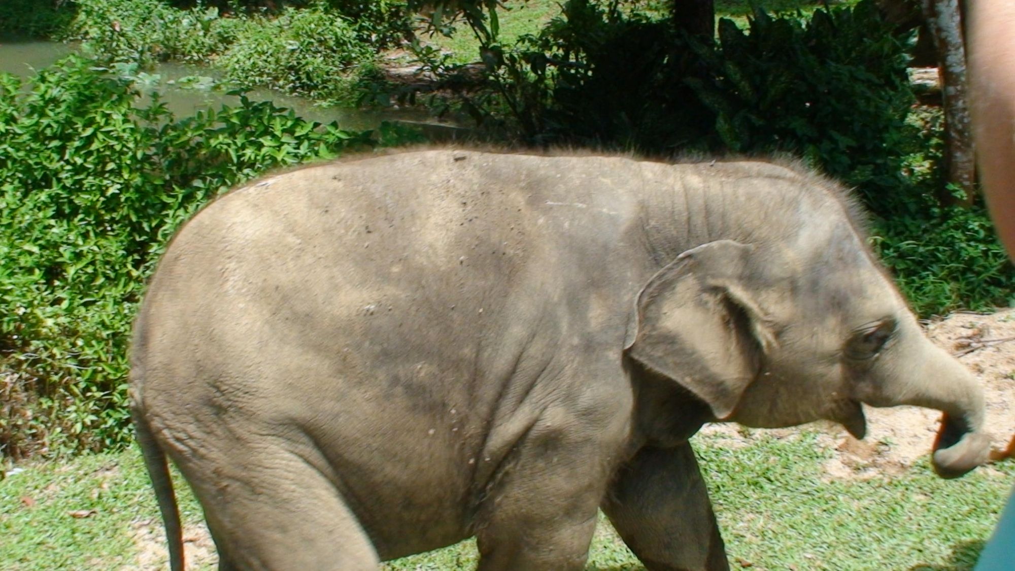 National Elephant Conservation Centre reviews