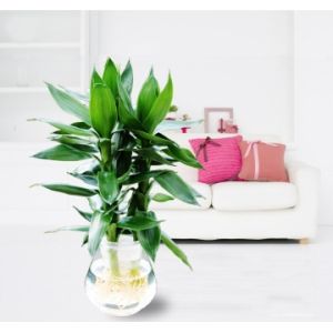 适合马来西亚天气种植的室内植物 净化空气提高磁场 100comments Product Reviews Samples News