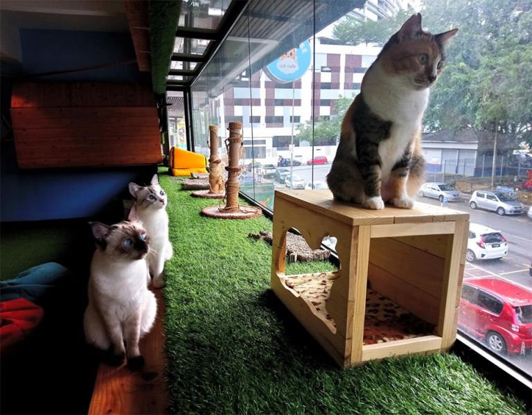 5 Best Pet Cafes in KL and Selangor (2024)