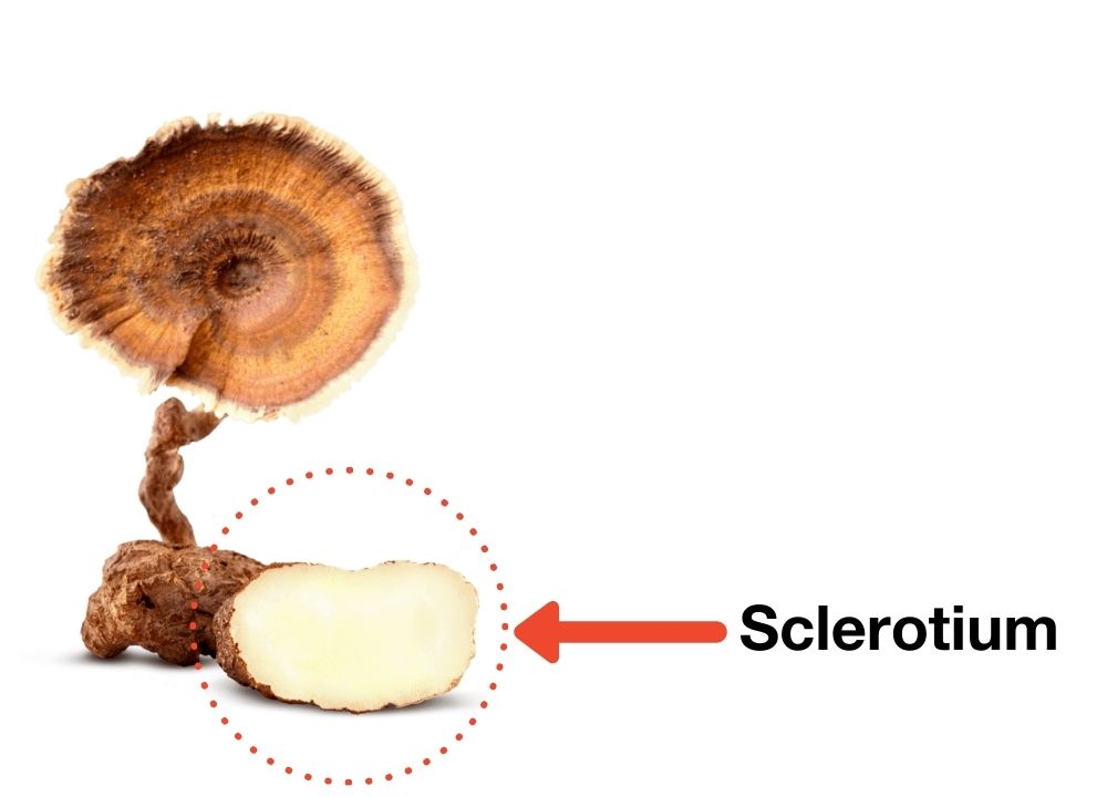 Sclerotium