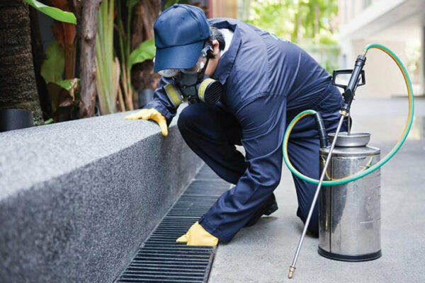 Best Pest Control Service Professionals