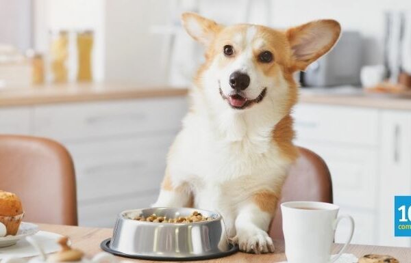 10 Best Dog Vitamins & Supplements for Optimal Canine Health in Malaysia