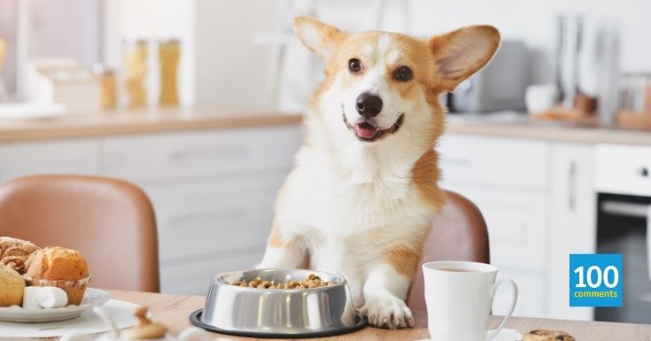 10 Best Dog Vitamins & Supplements for Optimal Canine Health in Malaysia