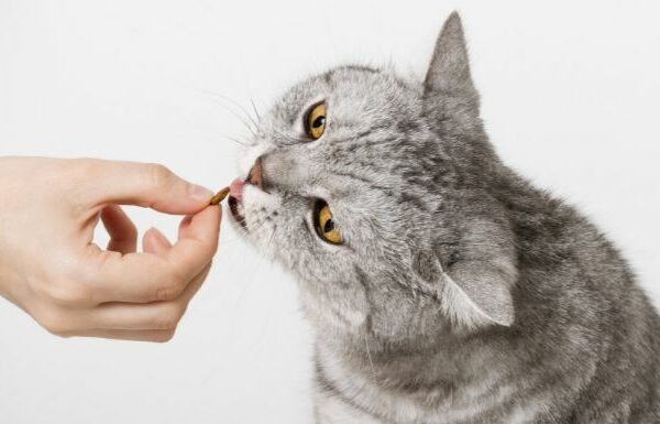 10 Best Cat Vitamins & Supplements for Optimal Feline Health In Malaysia