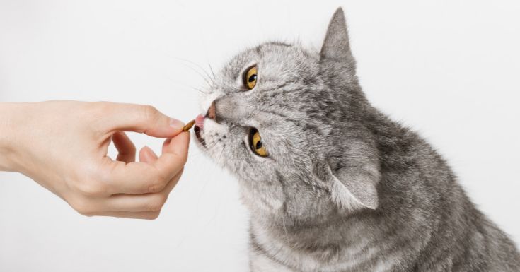 10 Best Cat Vitamins & Supplements for Optimal Feline Health In Malaysia