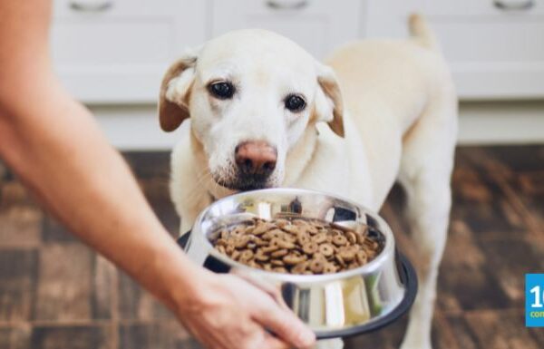 Top 10 Best Dry Dog Food Brands in Malaysia