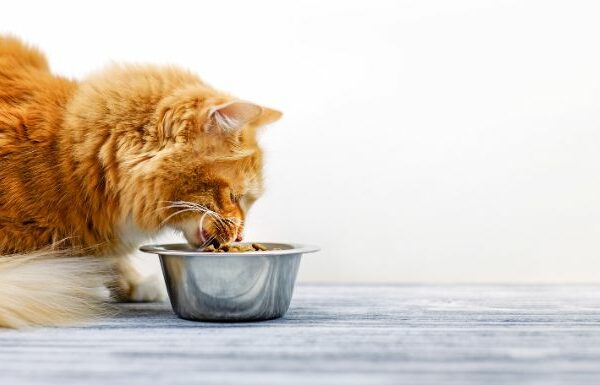 10 Best Cat Food Brands in Malaysia (Dry, Wet & Premium)