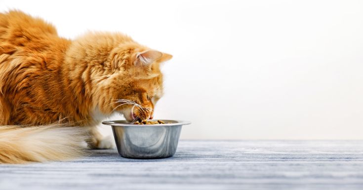 10 Best Cat Food Brands in Malaysia (Dry, Wet & Premium)