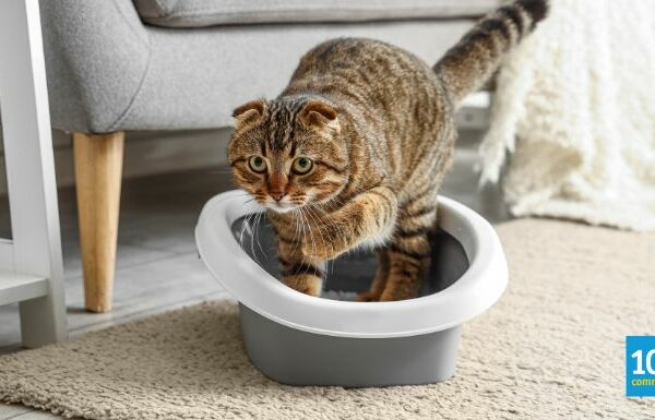 10 Best Cat Litter Brands in Malaysia