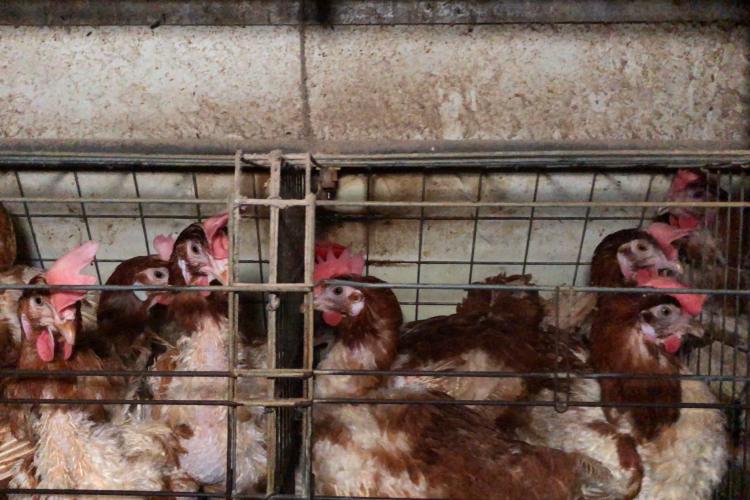 Hens with limited space in cages