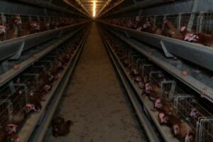 Hundreds of hens caged in a barn