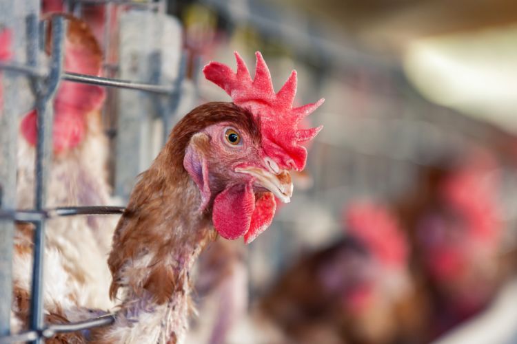 Hen losing feathers after being confined in battery cages