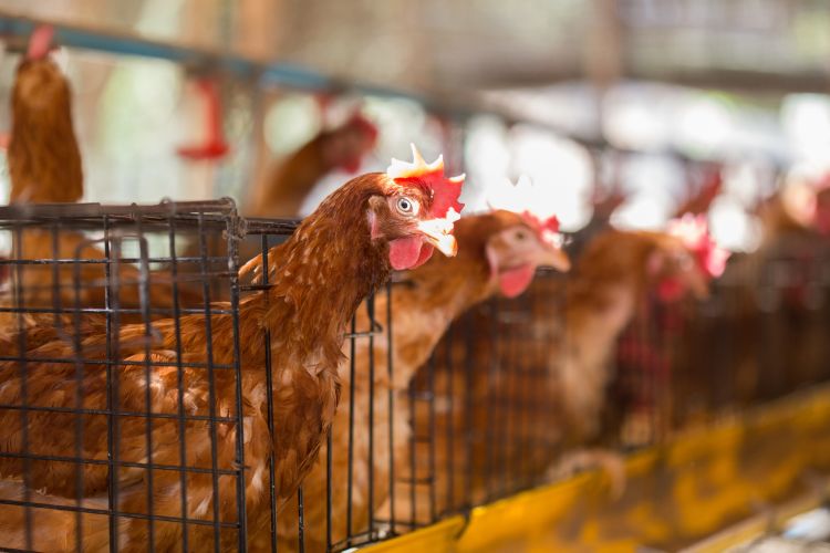 Hens confined in battery cages