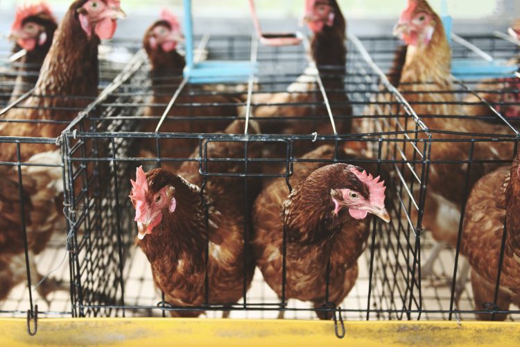 Multiple hens in one cage with limited space